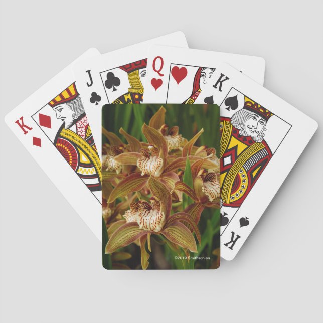 Cymbidium tracyanum poker cards (Back)