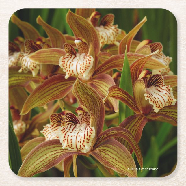 Cymbidium tracyanum square paper coaster (Front)