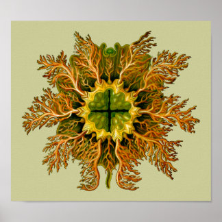 Cynthia melocactus Ernst Haeckel Fine Art Poster