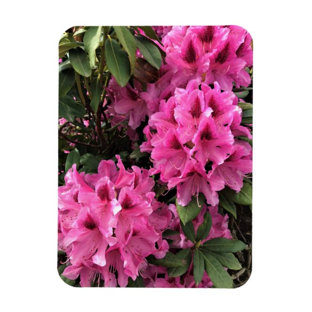 Cynthia Rhododendrons, Oregon Magnet (Vertical)