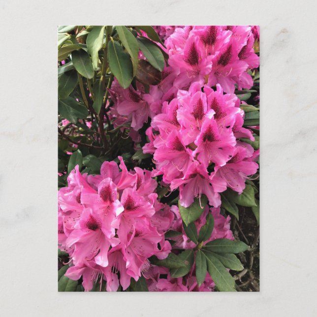 Cynthia Rhododendrons, Oregon Postcard (Front)