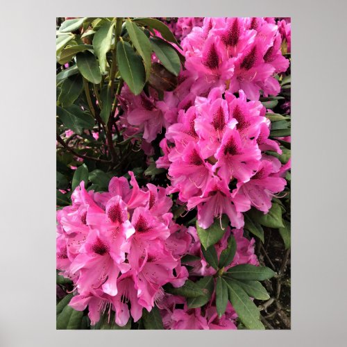 Cynthia Rhododendrons Oregon Poster