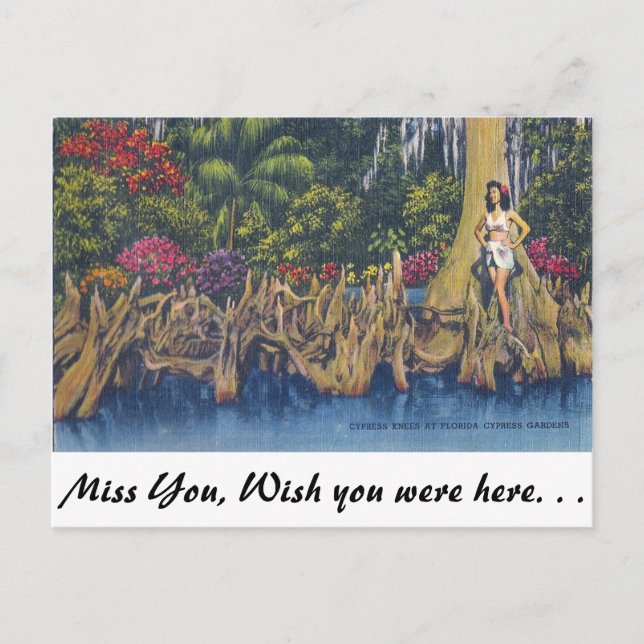 Cypress Knees Postcard (Front)