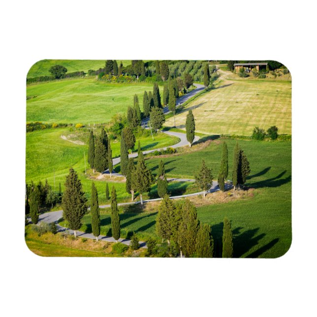 Cypress lined road in Tuscany rectangle magnet (Horizontal)