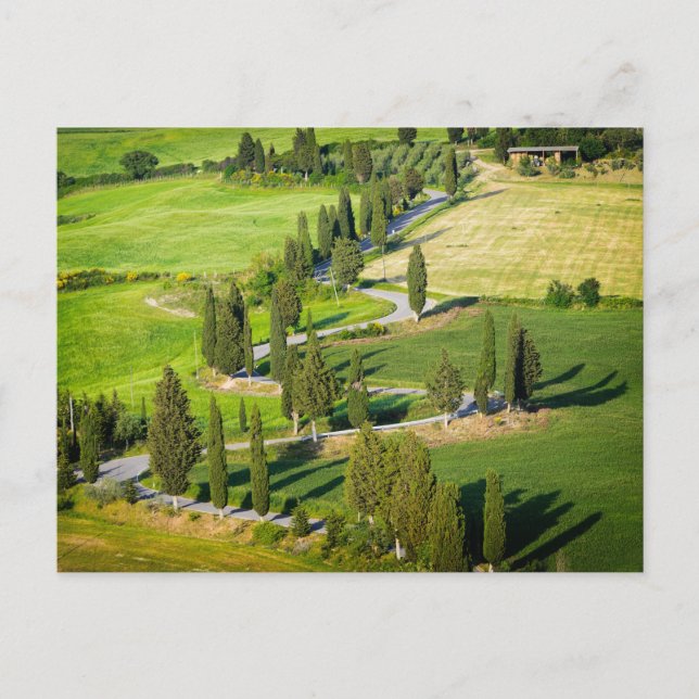 Cypress lined winding road in Tuscany postcard (Front)