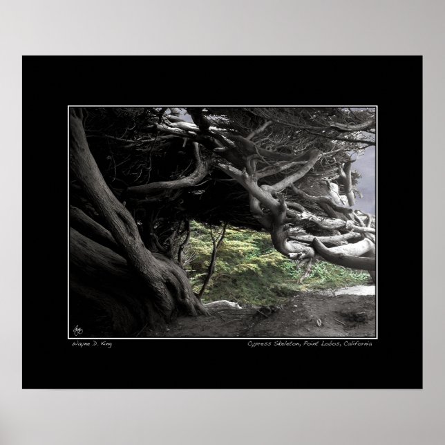 Cypress Skeleton - Poster (Front)