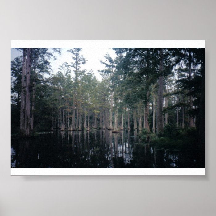 Cypress Swamp in Charleston, SC Poster