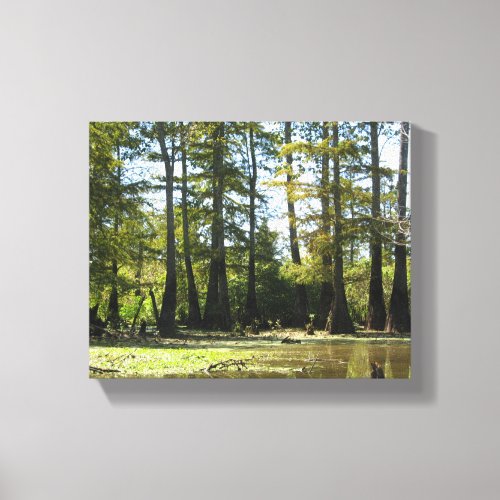 Cypress Swamp Landscape Canvas Print