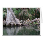 Cypress tree knees reflected (Front Horizontal)