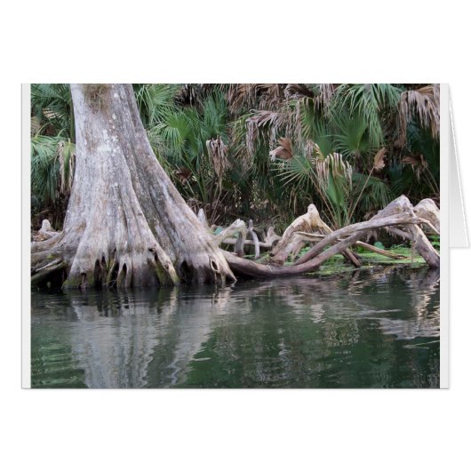 Cypress tree knees reflected (Front Horizontal)