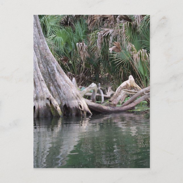Cypress tree knees reflected postcard (Front)