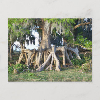 Cypress Tree Postcard