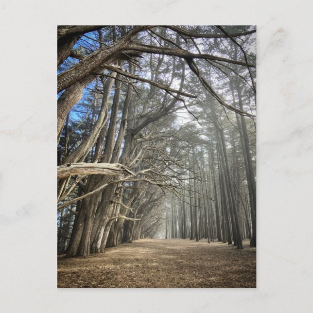 Cypress Tree Tunnel, California Postcard (Front)