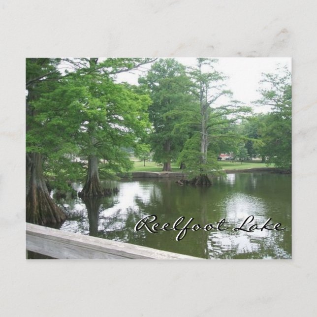 Cypress Trees at Reelfoot Lake Postcard (Front)