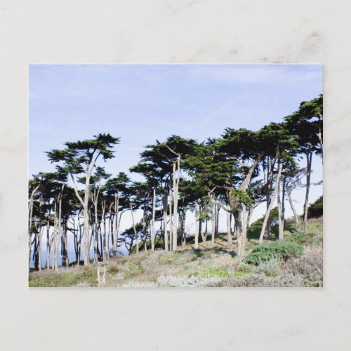 Cypress Trees at Sutro Park San Francisco Postcard