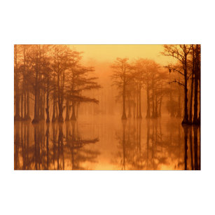 Cypress Trees George Smith State Park Acrylic Print