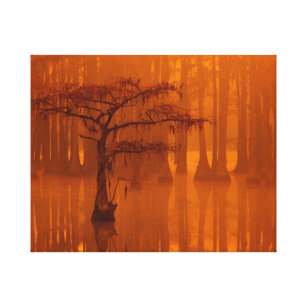 Cypress Trees   George Smith State Park Canvas Print