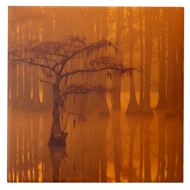 Cypress Trees | George Smith State Park Ceramic Tile (Front)