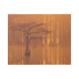 Cypress Trees   George Smith State Park Gallery Wrap