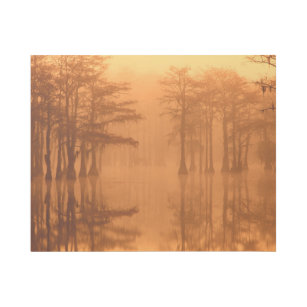 Cypress Trees George Smith State Park Gallery Wrap