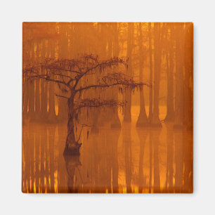 Cypress Trees   George Smith State Park Magnet