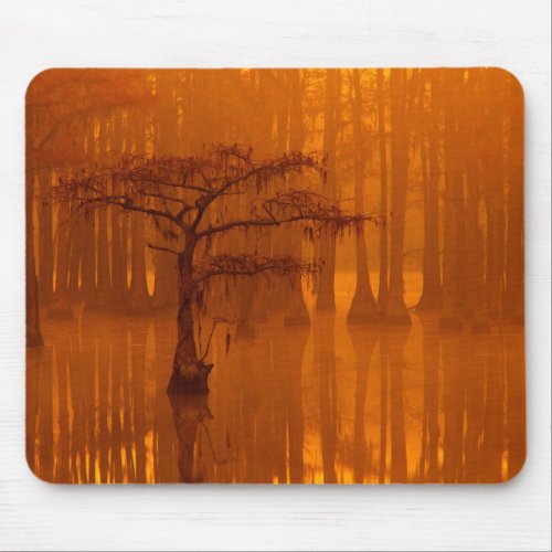 Cypress Trees  George Smith State Park Mouse Pad