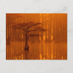 Cypress Trees George Smith State Park Postcard