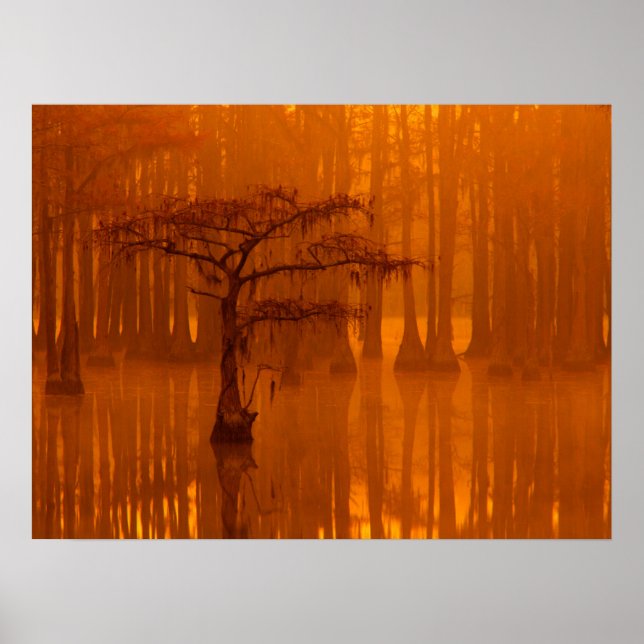 Cypress Trees | George Smith State Park Poster (Front)