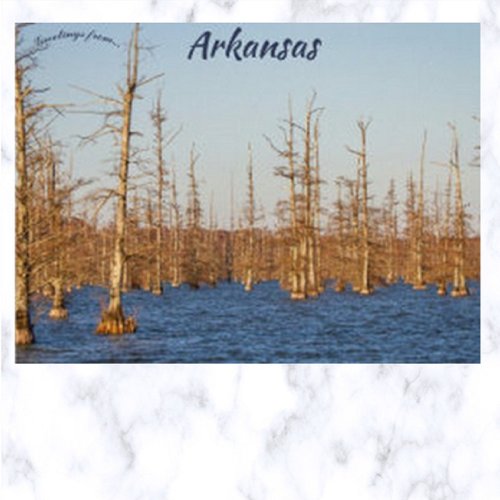 Cypress Trees in Big Lake NWR Arkansas Postcard