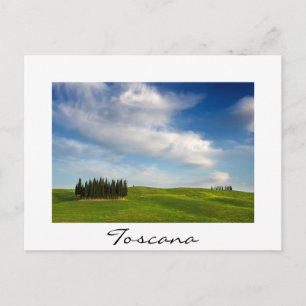 Cypress trees in Tuscany in summer Postcard