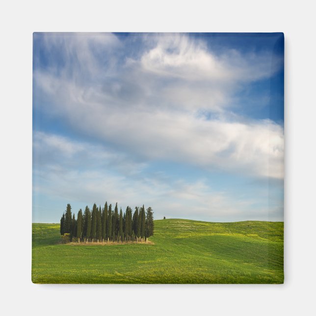 Cypress trees in Tuscany magnet (Front)