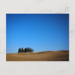 Cypress trees in Tuscany postcard