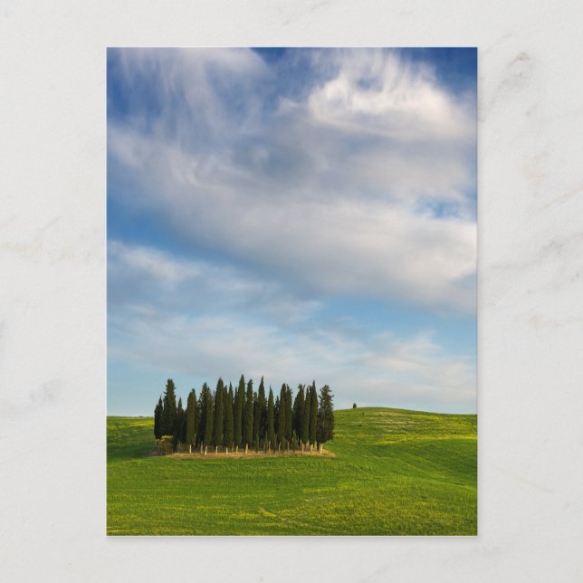 Cypress trees in Tuscany vertical postcard (Front)