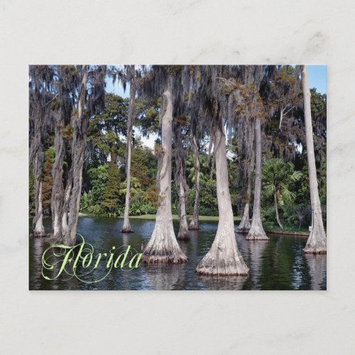 Cypress trees in Winter Haven Florida Postcard