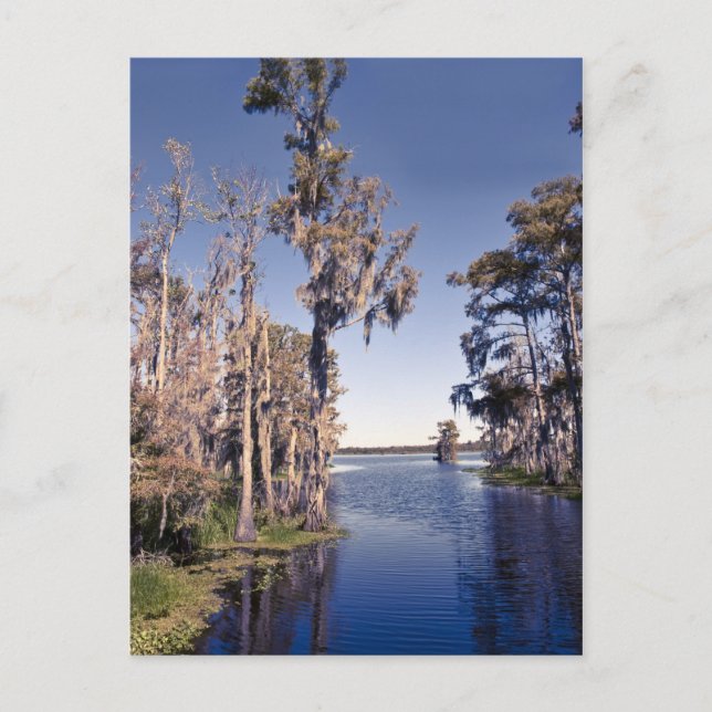 Cypress Trees Postcard (Front)