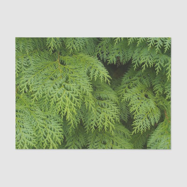 Cypress trees tissue paper (Front)