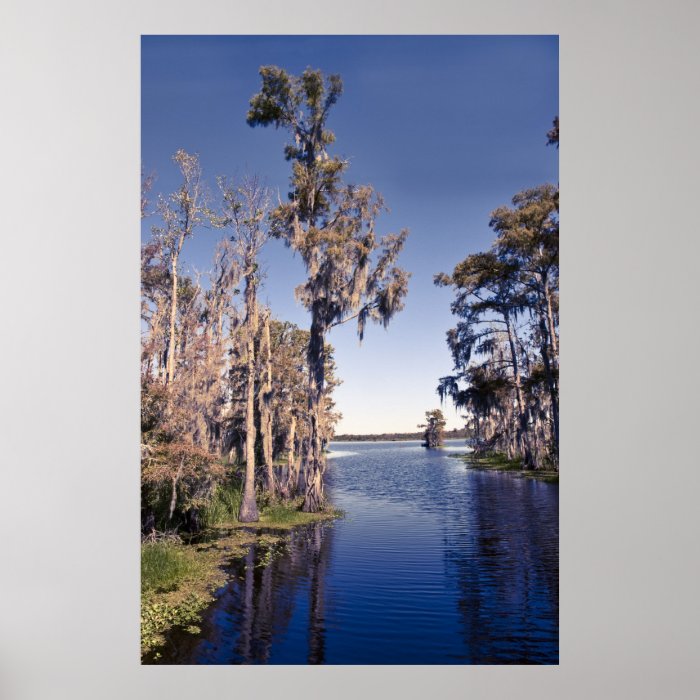 Cypress Tress Poster