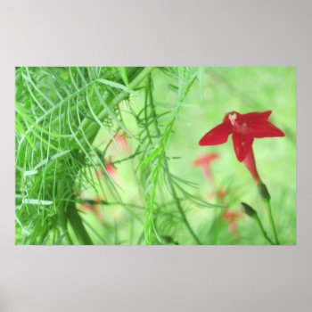 Cypress Vines | Star Glory Poster Prints by lifethroughalens at Zazzle