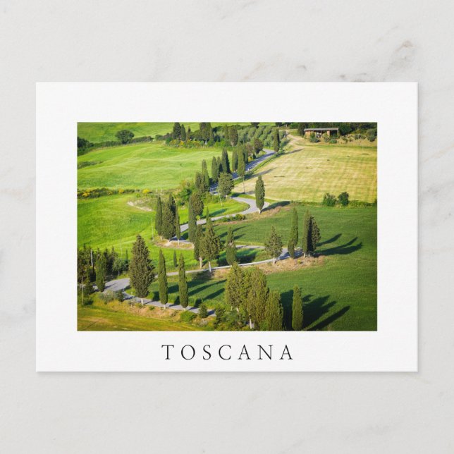 Cypress winding road in Tuscany white postcard (Front)