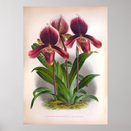 Cypripedium Harrisianum Deep Pink Vintage Orchids Poster