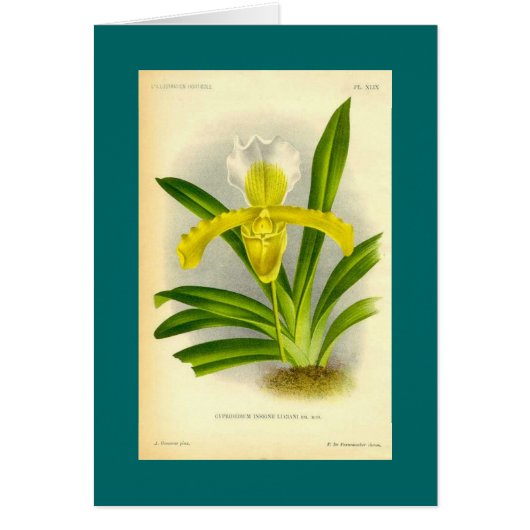 Cypripedium Insigne - Lady's Slipper Orchid (Front)