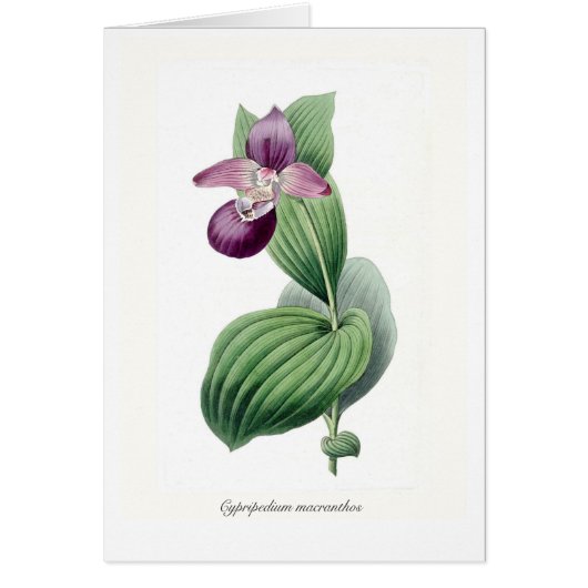 Cypripedium macranthos cards (Front)