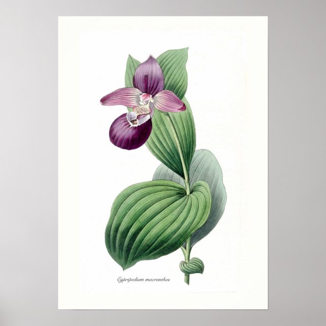 Cypripedium macranthos poster (Front)