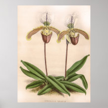 Cypripedium Orchid
