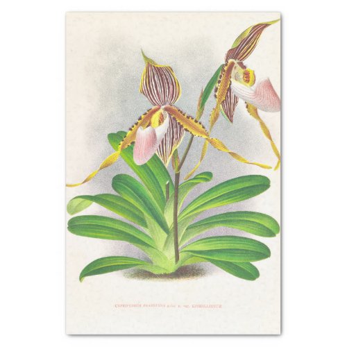 Cypripedium Praestans Orchids by Jean Linden Tissue Paper
