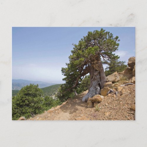 Cyprus Artemis nature trail troodos landscape Postcard