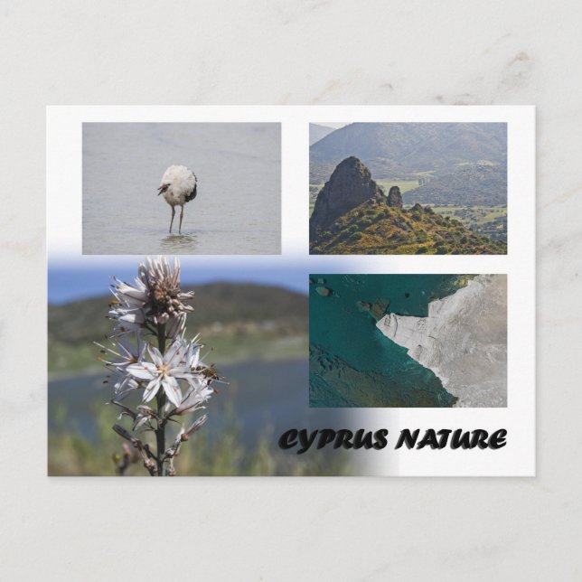 Cyprus nature Postcard (Front)
