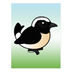 Cyprus Wheatear Postcard