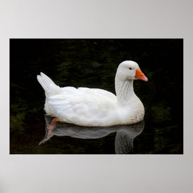  Czech Goose. Roath Park Lake, Cardiff, Wales Post Poster (Front)