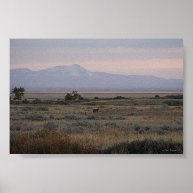 D10 White-tailed Deer Sweet Grass Hills Poster (Front)
